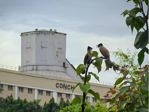 A judge's gavel resting on a pile of one-dollar bills